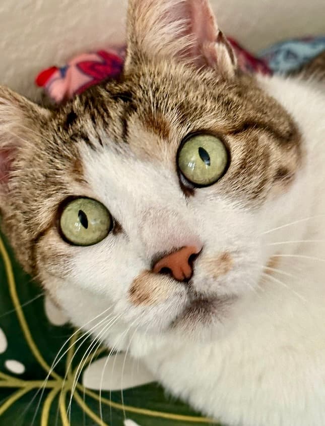 Beautiful dog portrait