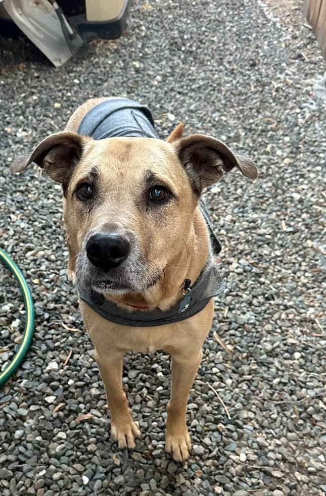 Fluffy dog enjoying outdoor time