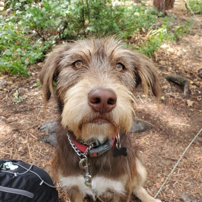 Beautiful dog portrait